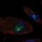 EF-Hand Domain Family Member B antibody, NBP2-69059, Novus Biologicals, Immunofluorescence image 