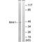 MAP kinase-interacting serine/threonine-protein kinase 1 antibody, A03783, Boster Biological Technology, Western Blot image 