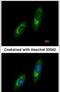 Ubiquitin Specific Peptidase 33 antibody, PA5-30457, Invitrogen Antibodies, Immunofluorescence image 