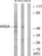 Arylsulfatase A antibody, abx014209, Abbexa, Western Blot image 