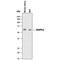 Angiopoietin Like 2 antibody, AF1444, R&D Systems, Western Blot image 