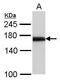 ATP Binding Cassette Subfamily B Member 1 antibody, PA5-28801, Invitrogen Antibodies, Western Blot image 