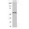 G Protein-Coupled Receptor 176 antibody, LS-C383784, Lifespan Biosciences, Western Blot image 