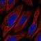 Transmembrane Protein Adipocyte Associated 1 antibody, HPA019784, Atlas Antibodies, Immunofluorescence image 