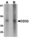 CD33 Molecule antibody, TA319626, Origene, Western Blot image 