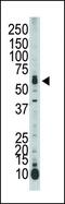 STE20/SPS1-related proline-alanine-rich protein kinase antibody, PA5-15179, Invitrogen Antibodies, Western Blot image 