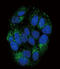 Peptide YY antibody, 61-793, ProSci, Immunofluorescence image 