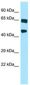 Hyaluronan Binding Protein 4 antibody, TA331260, Origene, Western Blot image 