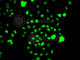CCAAT Enhancer Binding Protein Gamma antibody, A7279, ABclonal Technology, Immunofluorescence image 