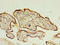 C1q And TNF Related 6 antibody, LS-C398477, Lifespan Biosciences, Immunohistochemistry paraffin image 