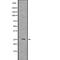 Superoxide Dismutase 3 antibody, PA5-67916, Invitrogen Antibodies, Western Blot image 