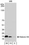 Histone Cluster 4 H4 antibody, A300-647A, Bethyl Labs, Western Blot image 