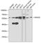 SMAD Family Member 5 antibody, 18-406, ProSci, Western Blot image 