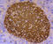 Insulin antibody, abx125347, Abbexa, Immunohistochemistry paraffin image 