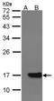 Cytochrome B5 Type A antibody, NBP2-14923, Novus Biologicals, Western Blot image 