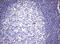 Zinc Finger E-Box Binding Homeobox 2 antibody, GTX00672, GeneTex, Immunohistochemistry paraffin image 