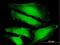 NPR2 Like, GATOR1 Complex Subunit antibody, H00010641-B01P, Novus Biologicals, Immunofluorescence image 