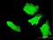 APC Regulator Of WNT Signaling Pathway antibody, LS-C196665, Lifespan Biosciences, Immunofluorescence image 