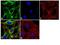 Tubulin antibody, PA5-16863, Invitrogen Antibodies, Immunofluorescence image 