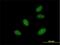 DGCR8 Microprocessor Complex Subunit antibody, H00054487-B01P, Novus Biologicals, Immunofluorescence image 