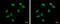Zinc Finger Protein 76 antibody, GTX119376, GeneTex, Immunofluorescence image 