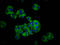 Cytochrome P450 Family 26 Subfamily C Member 1 antibody, LS-C680354, Lifespan Biosciences, Immunofluorescence image 
