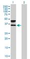 Fucosyltransferase 9 antibody, H00002528-B01P, Novus Biologicals, Western Blot image 
