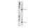 Bcl-2-related ovarian killer protein antibody, 86875S, Cell Signaling Technology, Western Blot image 