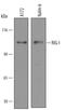 DExD/H-Box Helicase 58 antibody, AF4859, R&D Systems, Western Blot image 