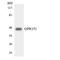 G Protein-Coupled Receptor 151 antibody, LS-C292011, Lifespan Biosciences, Western Blot image 