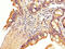 Solute Carrier Family 22 Member 23 antibody, CSB-PA021455LA01HU, Cusabio, Immunohistochemistry frozen image 
