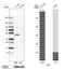 Salvador Family WW Domain Containing Protein 1 antibody, HPA001808, Atlas Antibodies, Western Blot image 