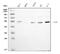 Gasdermin D antibody, M02842, Boster Biological Technology, Western Blot image 