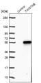 TWIST Neighbor antibody, NBP1-89449, Novus Biologicals, Western Blot image 