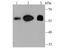 FTO Alpha-Ketoglutarate Dependent Dioxygenase antibody, A00219-1, Boster Biological Technology, Western Blot image 