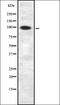 Amyloid Beta Precursor Protein Binding Family B Member 1 Interacting Protein antibody, orb336867, Biorbyt, Western Blot image 