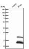 BTG Anti-Proliferation Factor 2 antibody, NBP1-81215, Novus Biologicals, Western Blot image 