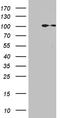 MutL Homolog 1 antibody, LS-C796134, Lifespan Biosciences, Western Blot image 