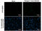 Dengue virus antibody, GTX128092, GeneTex, Immunofluorescence image 