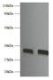 Fibroblast Growth Factor 2 antibody, LS-C316605, Lifespan Biosciences, Western Blot image 