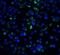 Interleukin 21 Receptor antibody, GTX31271, GeneTex, Immunofluorescence image 