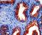 Acid Phosphatase, Prostate antibody, TA354357, Origene, Immunohistochemistry paraffin image 