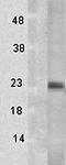 Tsp23 antibody, orb67382, Biorbyt, Western Blot image 