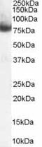 NUMB Endocytic Adaptor Protein antibody, ab4147, Abcam, Western Blot image 