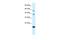 BolA Family Member 1 antibody, A13683, Boster Biological Technology, Western Blot image 