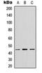 EYA Transcriptional Coactivator And Phosphatase 1 antibody, orb234835, Biorbyt, Western Blot image 