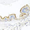 CD44 antibody, LS-C746727, Lifespan Biosciences, Immunohistochemistry paraffin image 