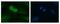 Polo Like Kinase 1 antibody, PA5-28023, Invitrogen Antibodies, Immunofluorescence image 