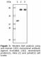 Lysine Demethylase 1A antibody, LS-C47158, Lifespan Biosciences, Western Blot image 