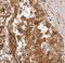 Rho Family GTPase 3 antibody, FNab07333, FineTest, Immunohistochemistry frozen image 
